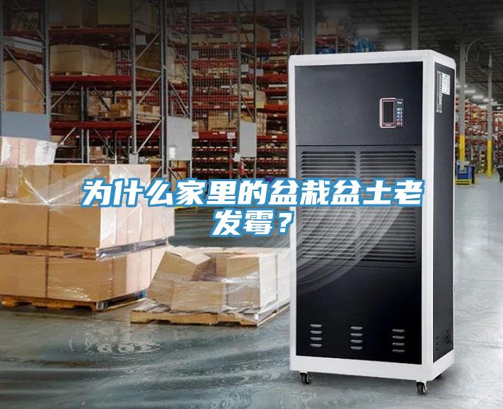 為什么家里的盆栽盆土老發(fā)霉？