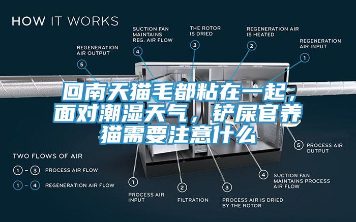 回南天貓毛都粘在一起，面對(duì)潮濕天氣，鏟屎官養(yǎng)貓需要注意什么