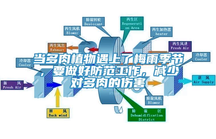 當(dāng)多肉植物遇上了梅雨季節(jié)，要做好防范工作，減少對(duì)多肉的傷害