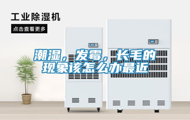 潮濕，發(fā)霉，長毛的現(xiàn)象該怎么辦最近