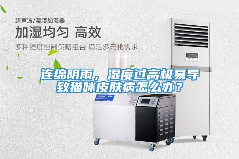 連綿陰雨，濕度過高極易導(dǎo)致貓咪皮膚病怎么辦？