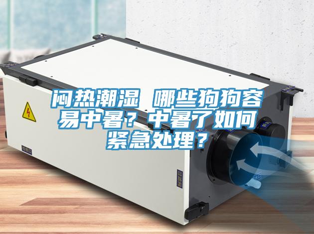 悶熱潮濕 哪些狗狗容易中暑？中暑了如何緊急處理？