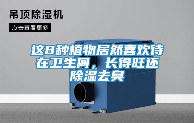 這8種植物居然喜歡待在衛(wèi)生間，長(zhǎng)得旺還除濕去臭