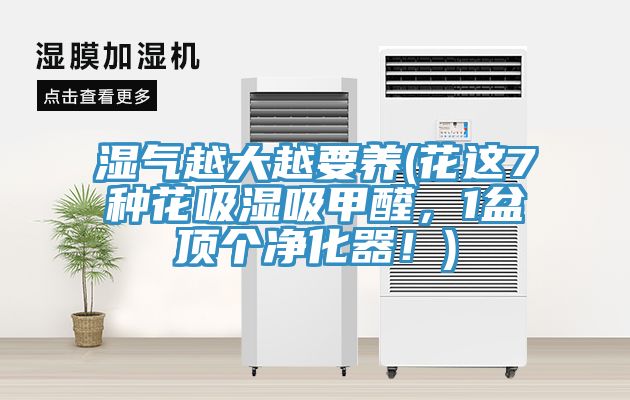 濕氣越大越要養(yǎng)(花這7種花吸濕吸甲醛，1盆頂個凈化器！)